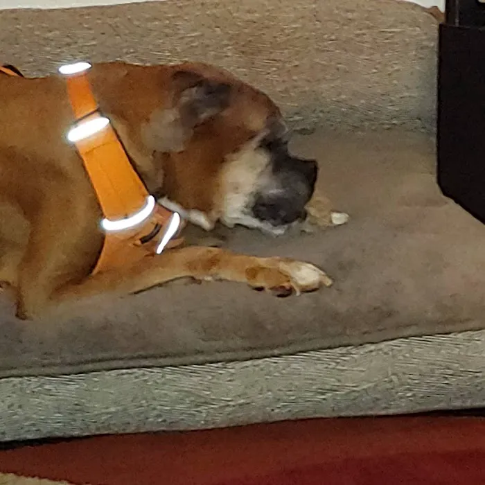 Crestwood Animal Hospital Picture 5