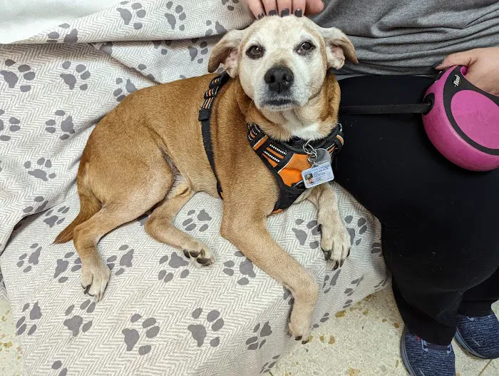 Crestwood Animal Hospital Picture 10