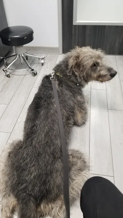 Seal Beach Vet - Dr. Stefan Korzeniowski Picture 1