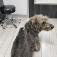 Seal Beach Vet - Dr. Stefan Korzeniowski ico