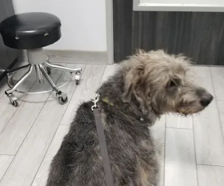 Seal Beach Vet - Dr. Stefan Korzeniowski