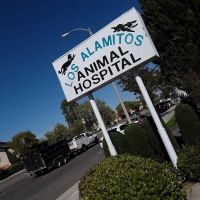 Los Alamitos Animal Hospital ico