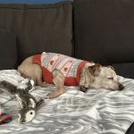 Vetco Total Care Animal Hospital