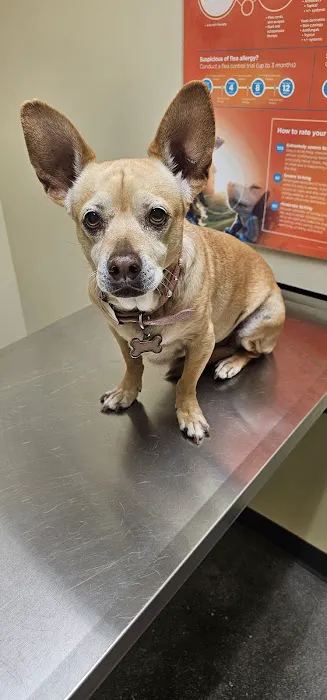 Vetco Total Care Animal Hospital Picture 4