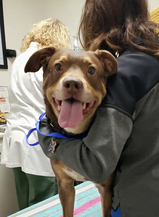 Amigo Animal Hospital Picture 3