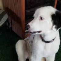 Amigo Animal Hospital ico