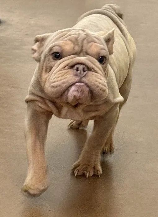Amigo Animal Hospital Picture 7