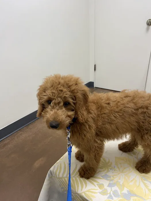 Amigo Animal Hospital Picture 6