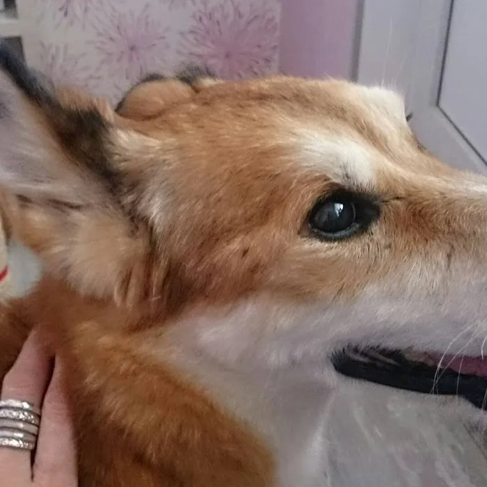 Amigo Animal Hospital Picture 9