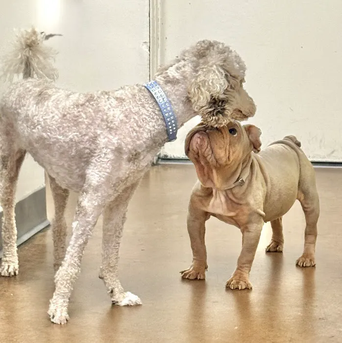 Amigo Animal Hospital Picture 4