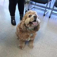 AnimAid Pet Hospital ico