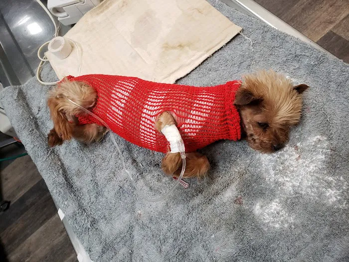 Huntington Park Dog & Cat Clinic Picture 10