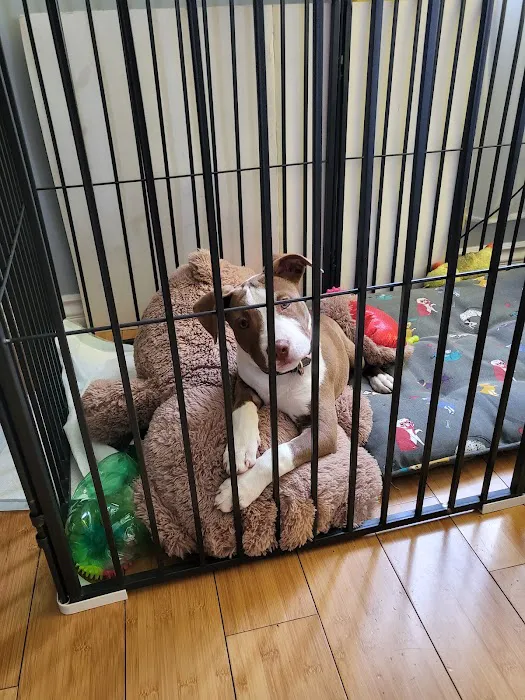Huntington Park Dog & Cat Clinic Picture 5