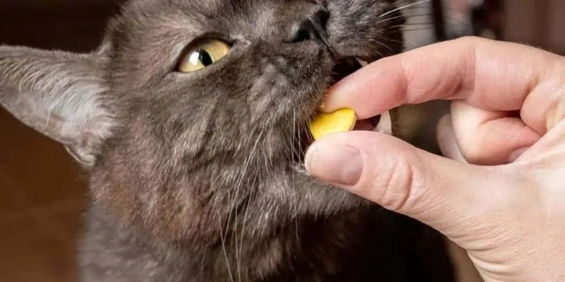 Best Supplements to Support Healthy Aging in Cats