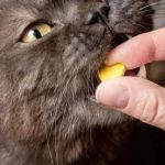 Best Supplements to Support Healthy Aging in Cats