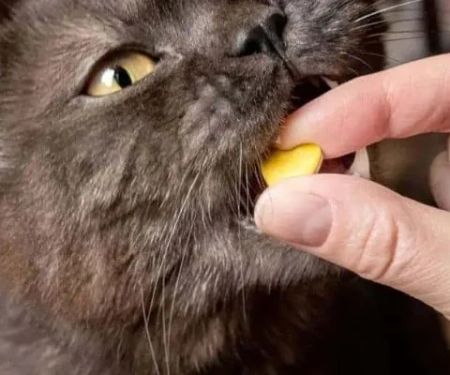 Best Supplements to Support Healthy Aging in Cats