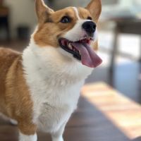 Economico Animal Hospital ico