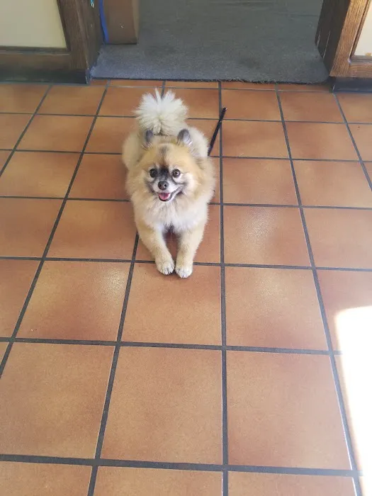 South Bay Veterinary Care ( Veterinary Hospital ) Picture 1