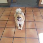 South Bay Veterinary Care ( Veterinary Hospital )