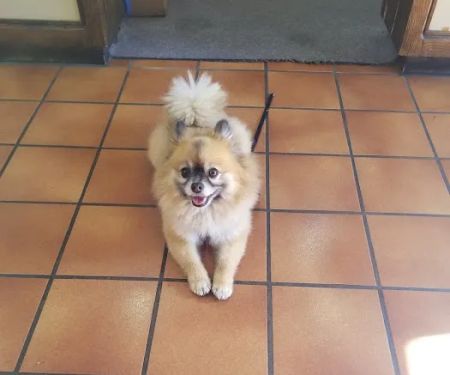 South Bay Veterinary Care ( Veterinary Hospital )