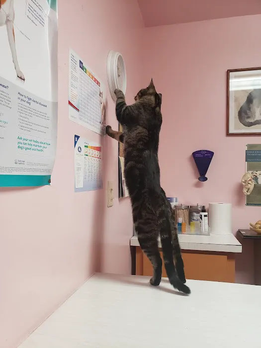 South Bay Veterinary Care ( Veterinary Hospital ) Picture 6