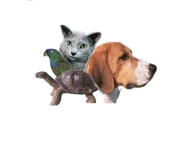 Torrance Animal hospital Picture 3