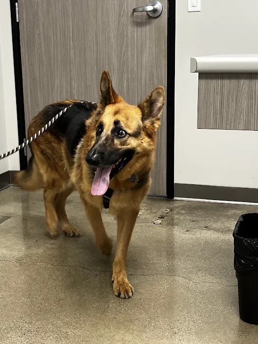 Eye Care for Animals - Torrance Picture 4
