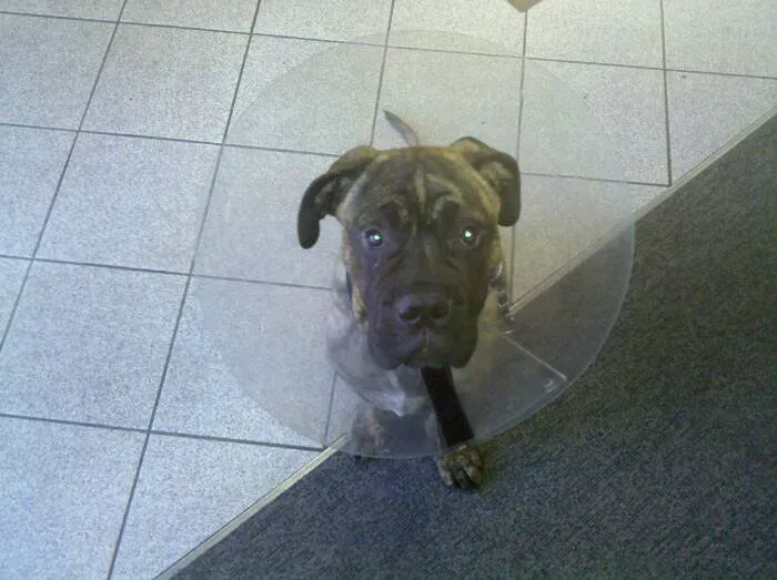 Eye Care for Animals - Torrance Picture 1