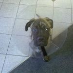 Eye Care for Animals - Torrance