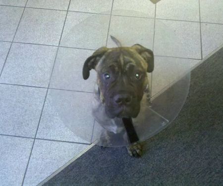 Eye Care for Animals - Torrance