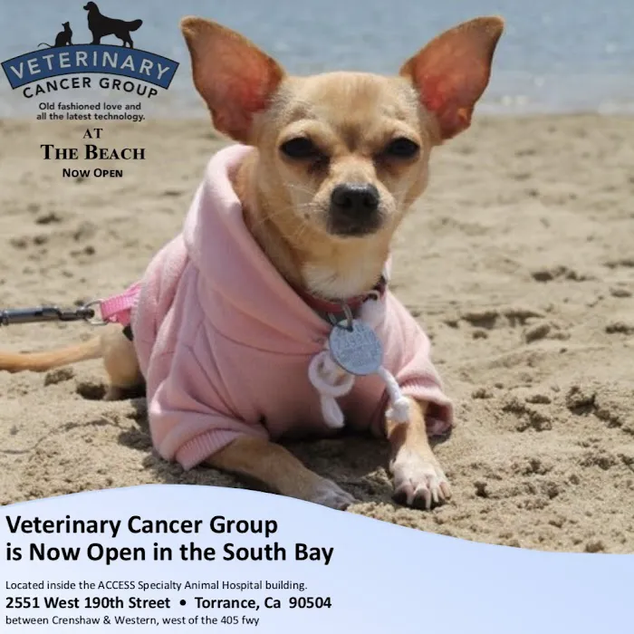 Veterinary Cancer Group SB, A Thrive Pet Healthcare Partner Picture 8