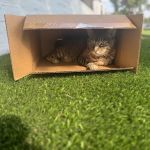 Veterinary Cancer Group SB, A Thrive Pet Healthcare Partner