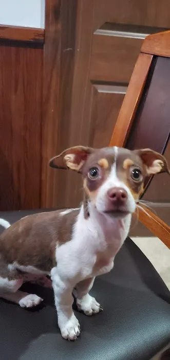 Torrance Companion Animal Hospital Picture 2