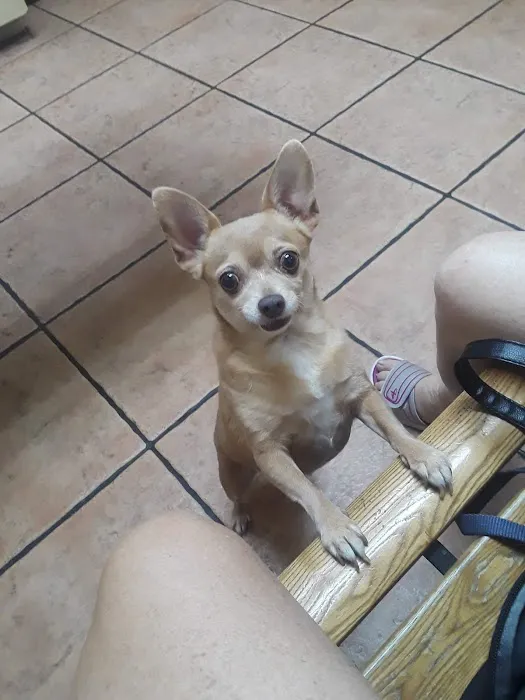 Torrance Companion Animal Hospital Picture 8