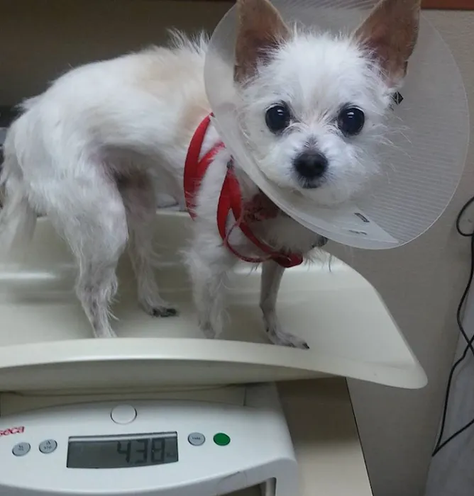 Torrance Companion Animal Hospital Picture 9