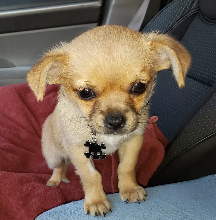 Ohana veterinarian clinic Picture 9