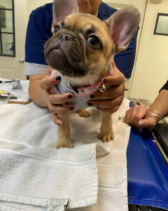Ohana veterinarian clinic Picture 10