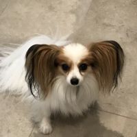 Amazing Small Animal Practice ico