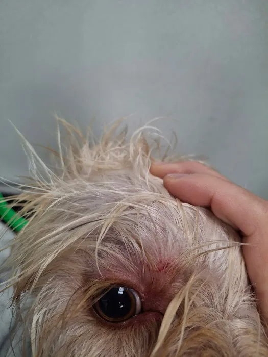 Avalon Animal Hospital & Bird Clinic Picture 6