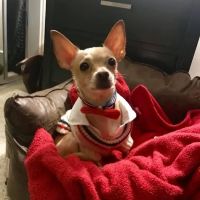 Avalon Animal Hospital & Bird Clinic ico