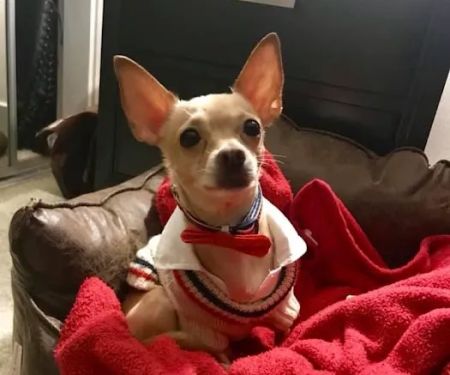 Avalon Animal Hospital & Bird Clinic