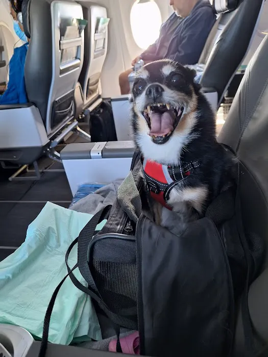 Harbor Animal Hospital Picture 6