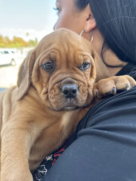 Low Cost Pet Vaccines Torrance Picture 5