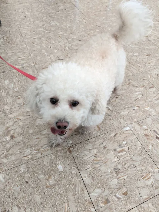 Hollypark Pet Clinic Picture 1