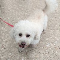 Hollypark Pet Clinic ico