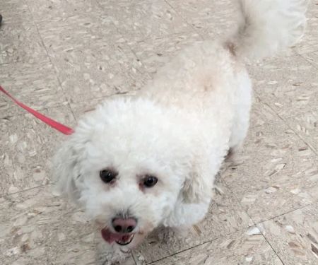 Hollypark Pet Clinic