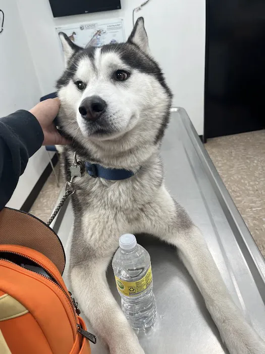Hollypark Pet Clinic Picture 3