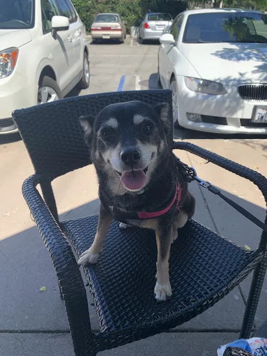 Hollypark Pet Clinic Picture 9