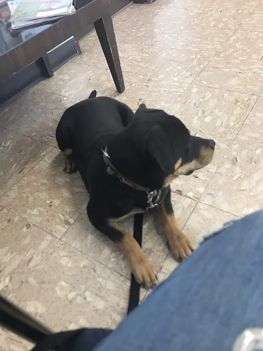 Hollypark Pet Clinic Picture 7