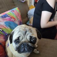 Alondra Animal Hospital ico